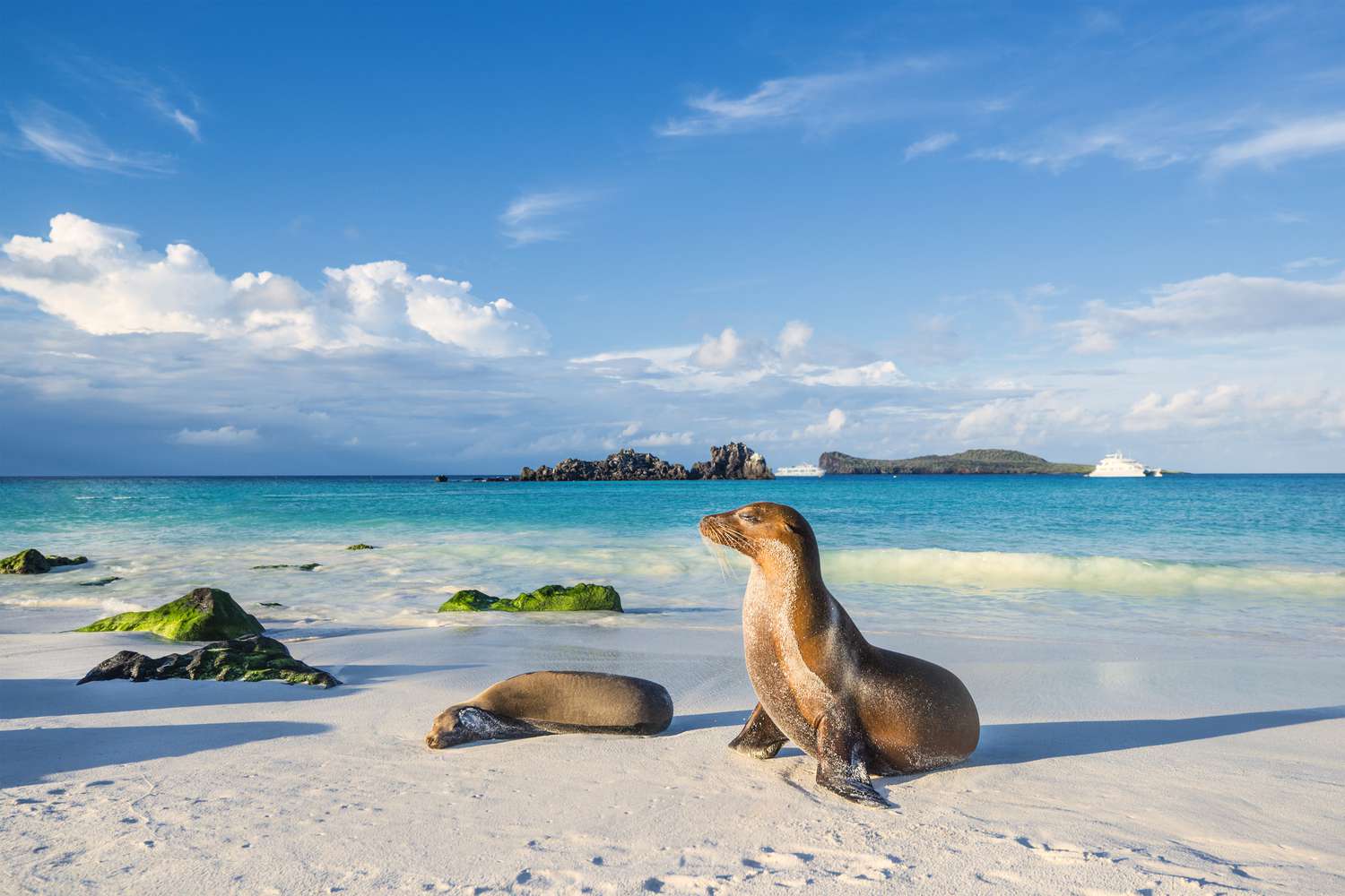 GALAPAGOS ADALARI (Tüm Tarihler)