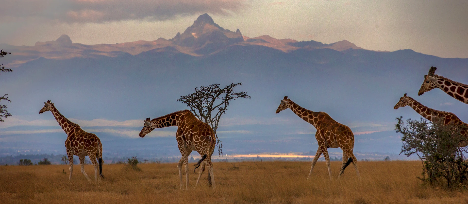 KENYA SAFARİ